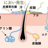 【脇の匂いの原因】ワキガの原因・仕組み・メカニズムについて