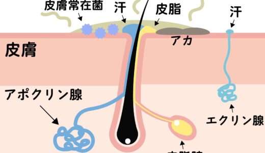 【脇の匂いの原因】ワキガの原因・仕組み・メカニズムについて