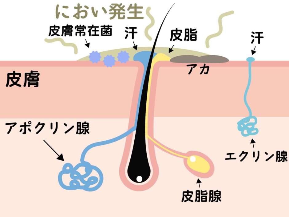 【脇の匂いの原因】ワキガの原因・仕組み・メカニズムについて